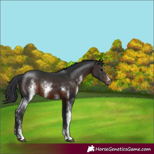 Horse Color:Brown Sabino Varnish 