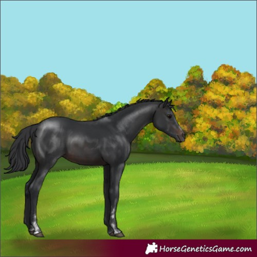 Horse Color:Brown 