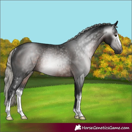 Horse Color:Gray Silver Brown Sabino Rabicano 