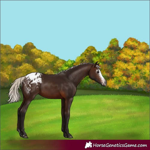 Horse Color:Gray Silver Brown Sabino Appaloosa 