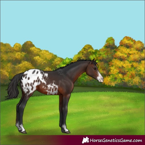 Horse Color:Brown Sabino Varnish 