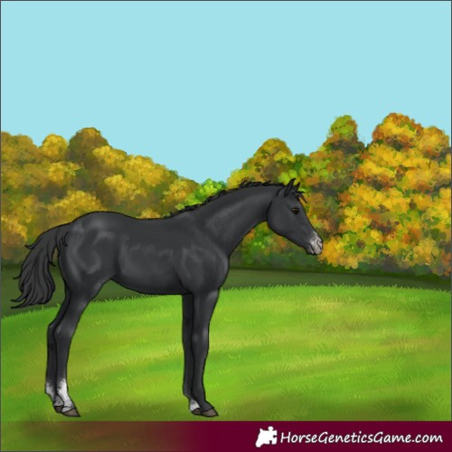 Horse Color:Black Sabino 
