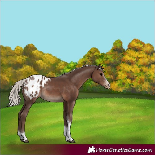Horse Color:Silver Black Sabino Tobiano Appaloosa Rabicano 