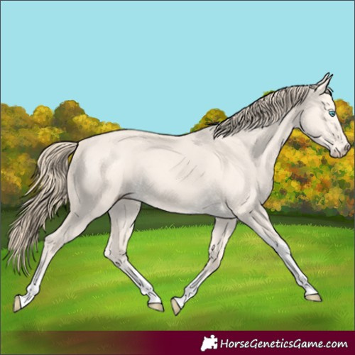 Horse Color:Perlino Dun Tobiano 