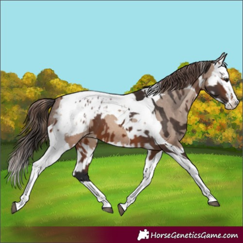Horse Color:Brown Splash Tobiano Appaloosa  and Sable Champagne Splash Tobiano Appaloosa 