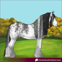 Horse Color:White Spotted Liver Chestnut 