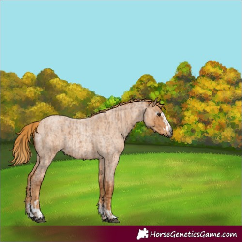 Horse Color:Gray Red Roan  and Red Roan 