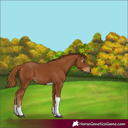 Horse Color:Gray Chestnut Tobiano 