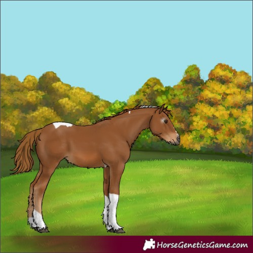 Horse Color:Gray Chestnut Tobiano 