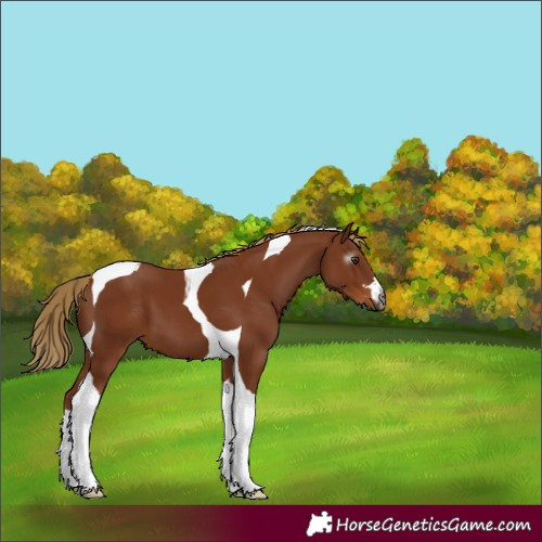 Horse Color:Gray Chestnut Tobiano 
