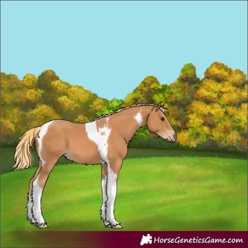 Horse Color:Chestnut Tobiano 
