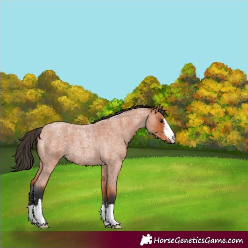 Horse Color:Bay Roan 