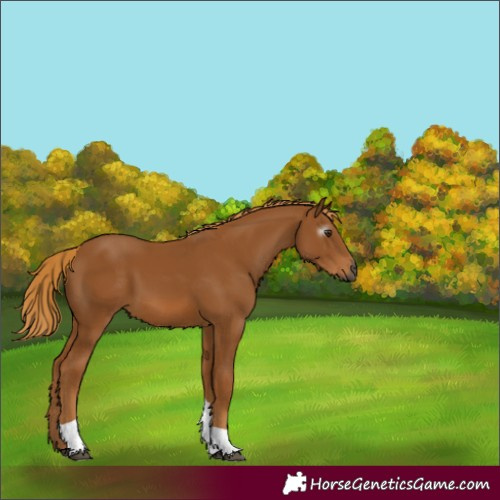 Horse Color:Gray Chestnut Tobiano 