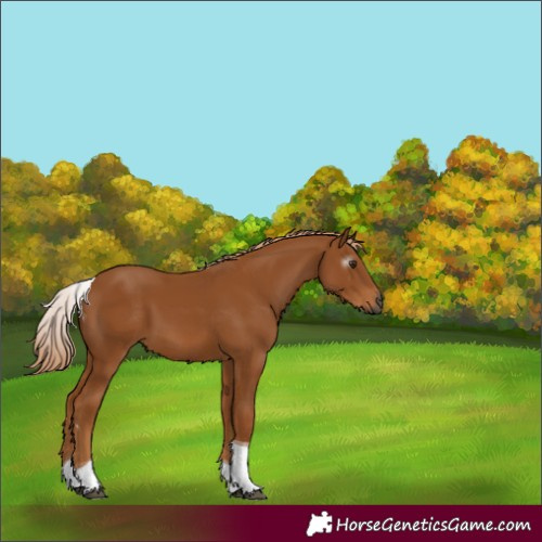 Horse Color:Gray Chestnut Tobiano 