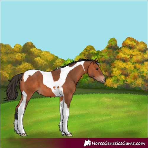 Horse Color:Bay Tobiano 