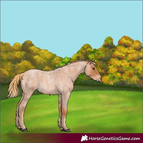 Horse Color:Red Roan 