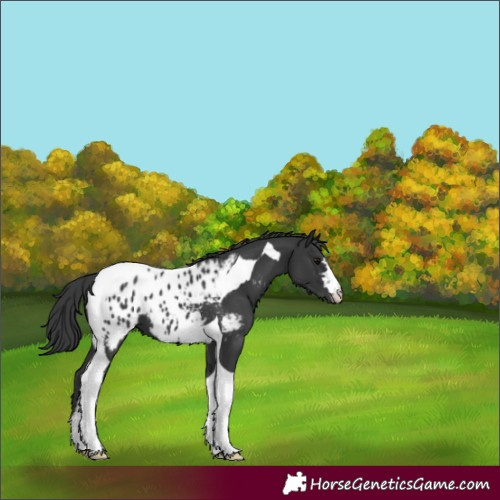 Horse Color:Black Tobiano Appaloosa 