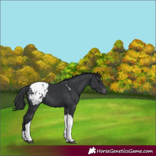 Horse Color:Black Tobiano Appaloosa 