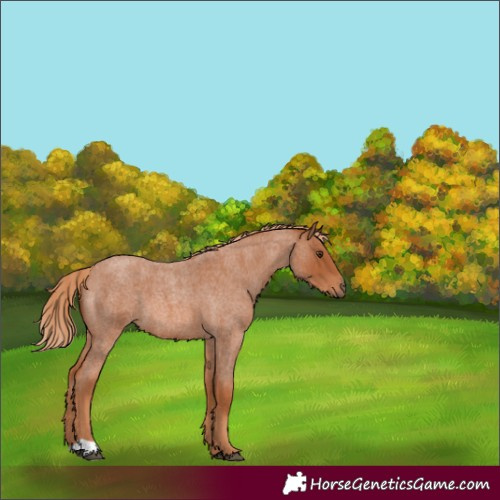 Horse Color:Red Roan 