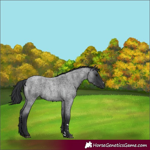 Horse Color:Blue Roan 