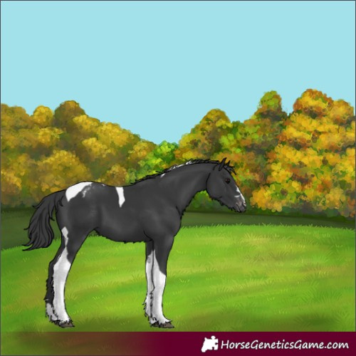 Horse Color:Black Tobiano Varnish 