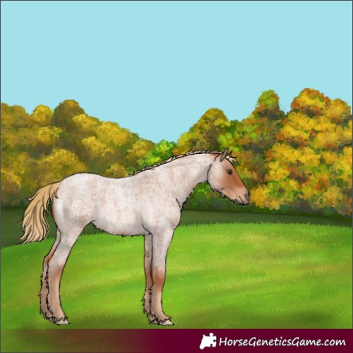 Horse Color:Red Roan 