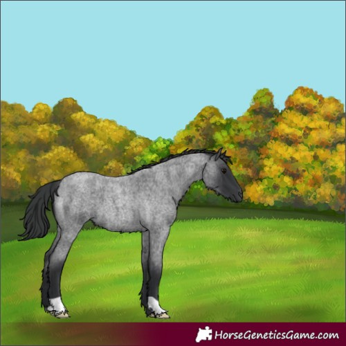 Horse Color:Blue Roan 