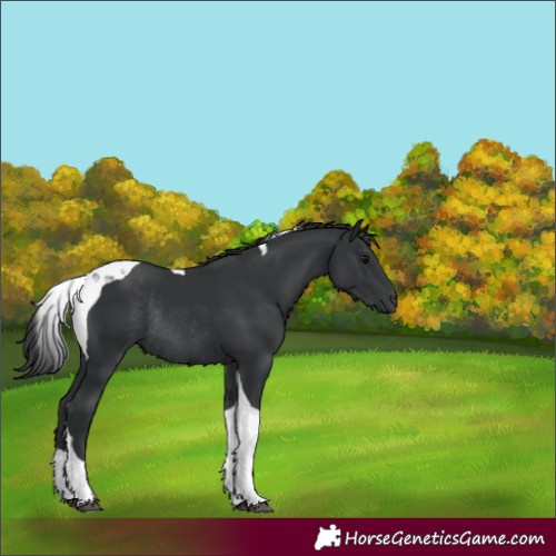 Horse Color:Black Tobiano Rabicano 