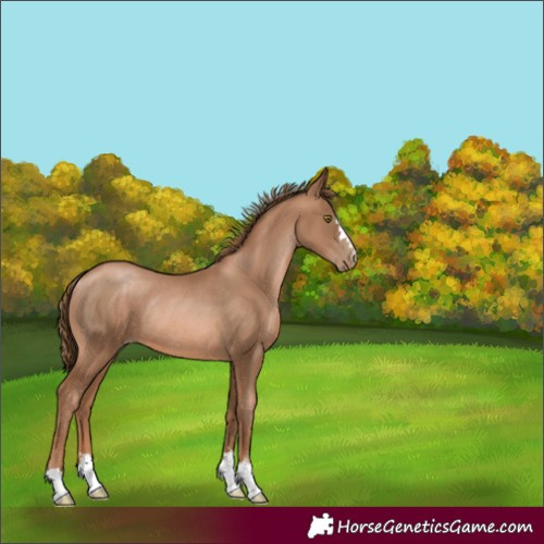 Horse Color:Liver Chestnut Pearl Rabicano 