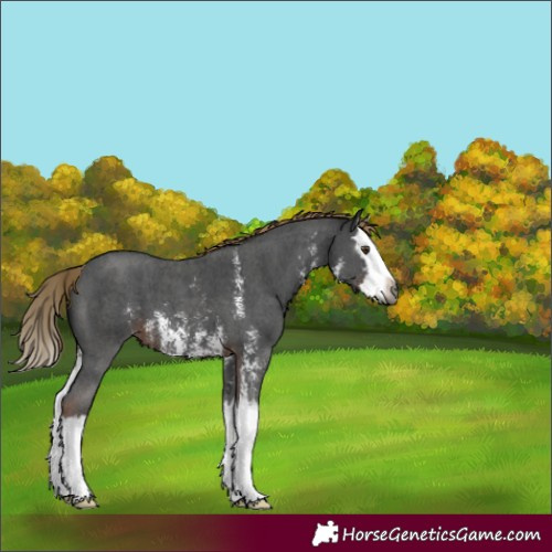 Horse Color:Gray Liver Chestnut Sabino Splash Varnish 
