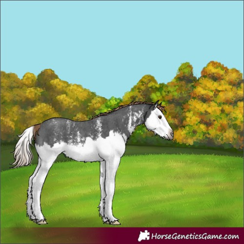 Horse Color:Gray Liver Chestnut Sabino Splash Varnish 