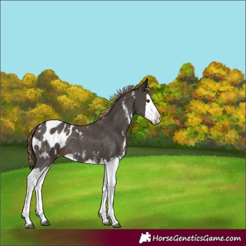 Horse Color:Liver Chestnut Sabino Splash Appaloosa 