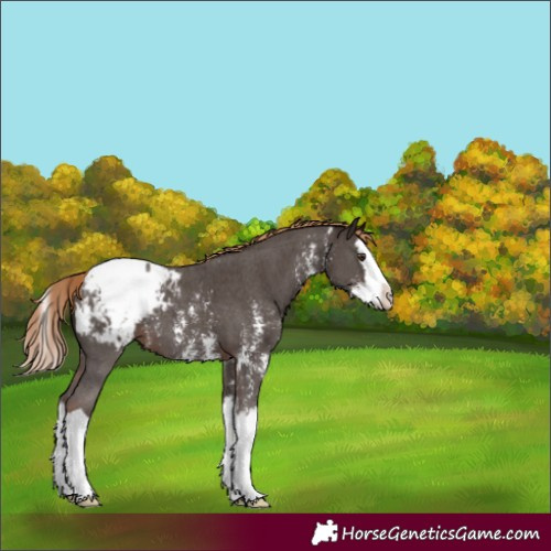 Horse Color:Liver Chestnut Sabino Splash Snowcap 