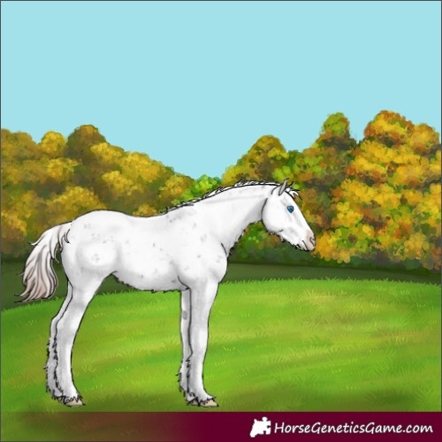 Horse Color:Liver Chestnut Sabino Splash Varnish 