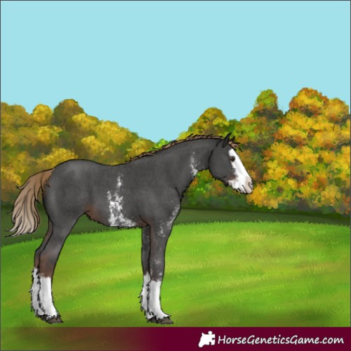 Horse Color:Liver Chestnut Sabino Splash Varnish 