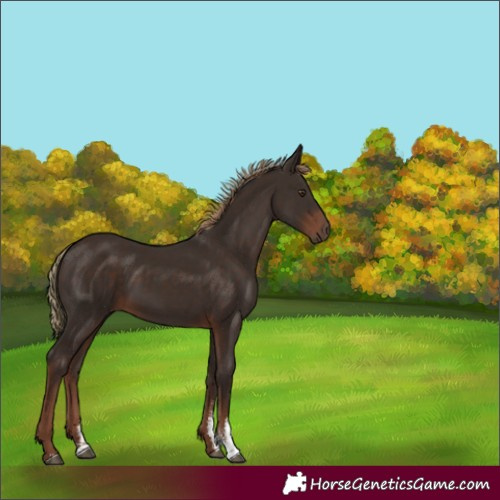 Horse Color:Liver Chestnut Sabino 