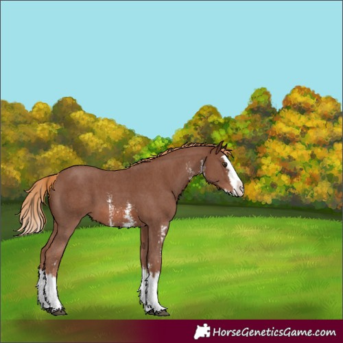 Horse Color:Chestnut Sabino Splash Varnish 