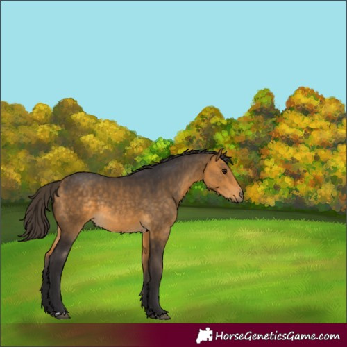 Horse Color:Buckskin 