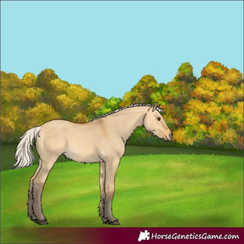 Horse Color:Silver Buckskin Dun 