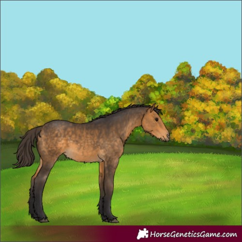 Horse Color:Buckskin 