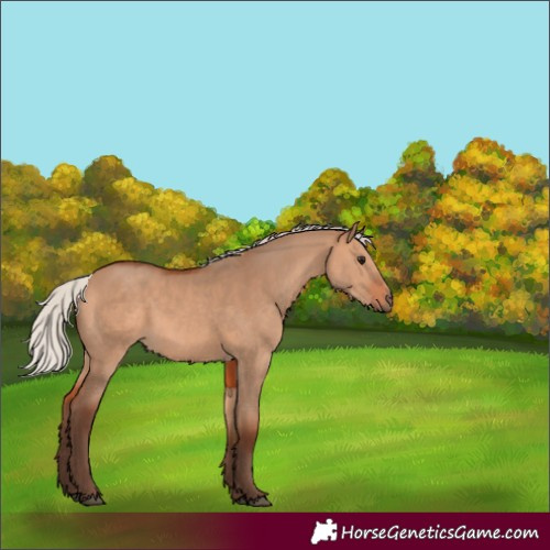 Horse Color:Silver Bay Dun 