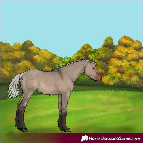 Horse Color:Silver Brown Dun 