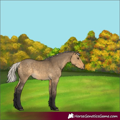 Horse Color:Silver Buckskin Dun 