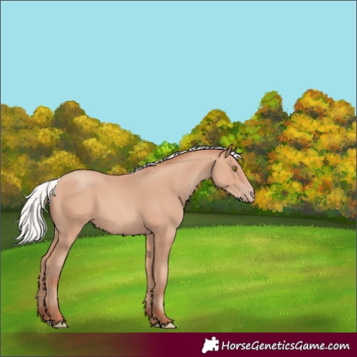 Horse Color:Silver Amber Champagne 