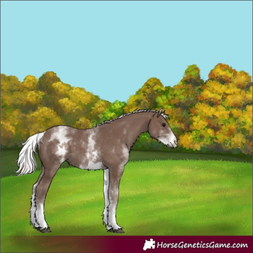 Horse Color:White Spotted Silver Black 