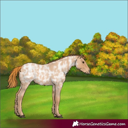 Horse Color:Red Ice Roan Rabicano 