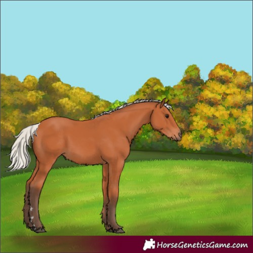 Horse Color:Silver Bay Rabicano 