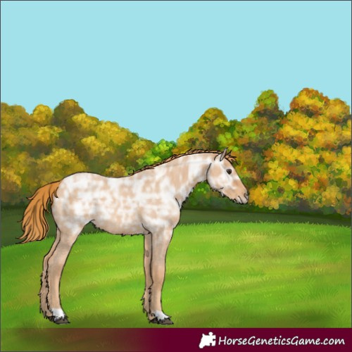 Horse Color:Red Ice Roan Rabicano 