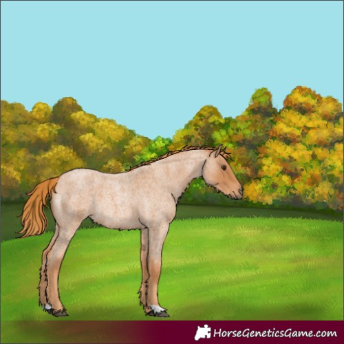 Horse Color:Red Roan Rabicano 