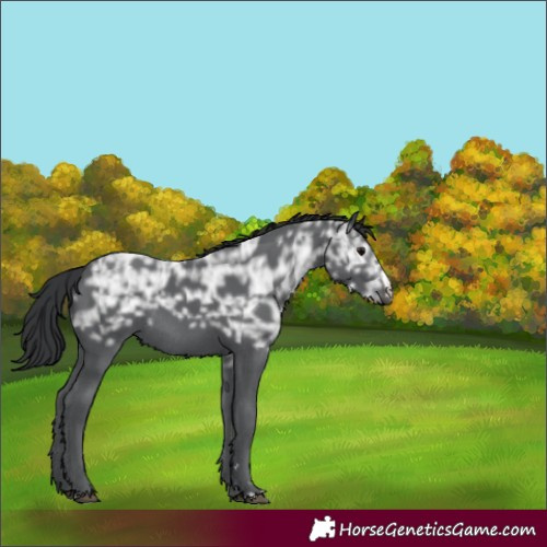 Horse Color:Black Ice Rabicano 
